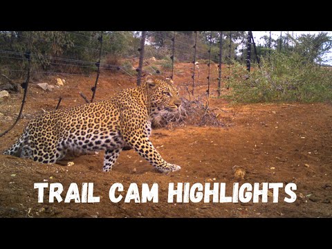 You won't believe how many animals crawl under this fence! | Hoedspruit Trail Camera Highlights