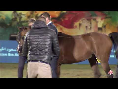 N.298 BARAKAH AL ZOBAIR - 2020 PSAIAHF Al Khalediah Show - Stallions 7-9 Years Old (Class 11B)