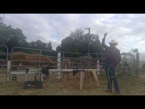 Ranch Roping Gavilan Heel Shot: Along the Fence Series