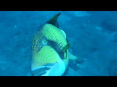 Attaque de Baliste titan / Triggerfish attack