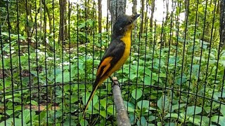 Download lagu Mantenan Gunung Gacor Ngotot Bikin Lawan Emosi mp3 Download lagu Mantenan Gunung Gacor Ngotot Bikin Lawan Emosi mp3