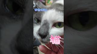 水質検査の動画です#猫