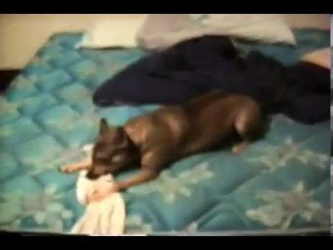 Possum dog Beatle house   Illinois + Elvis Museum   Missouri 12/97