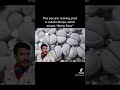 Plantlets: Lithops