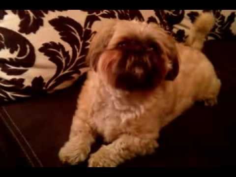 Chica Shih tzu złości się