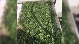 How to DRY moringa leaves ( Malunggay ) | easy way | part1