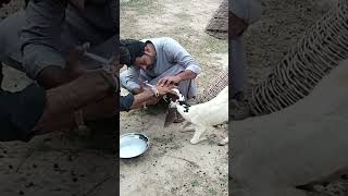 Deworming Our Goats
