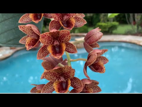 Orchid Garden Update, Windy Walk around, Amazing New Blooms