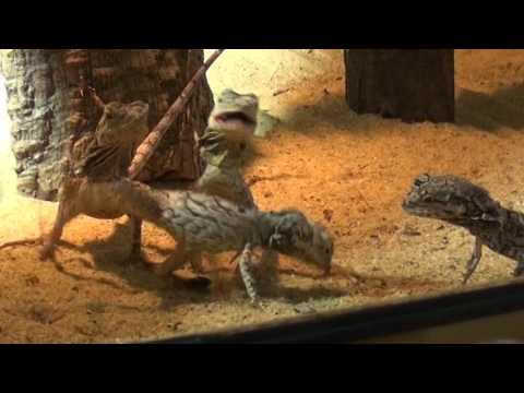 Neue Zoobewohner vorgestellt - ELSTERWELLE