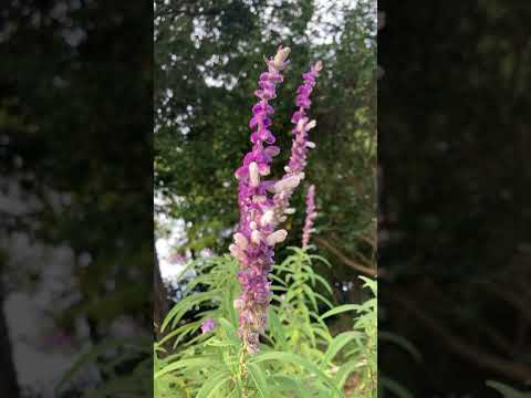 灰が好きな植物は何ですか