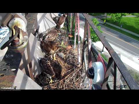 Three Chicks in the Nest as BR  Swoops In with a Stick – June 8, 2018