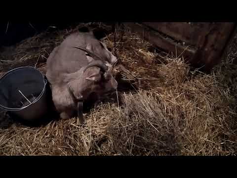 Как дела у козы