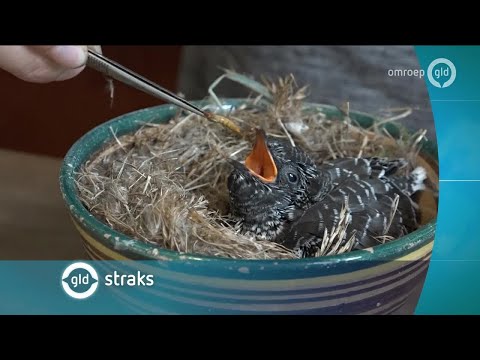 GLD Nieuws 17 juni 2017