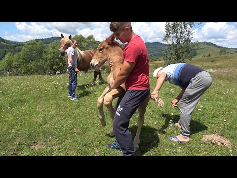 Caii lui Nicusor de la Abrud, Alba - 2020 Nou!!!