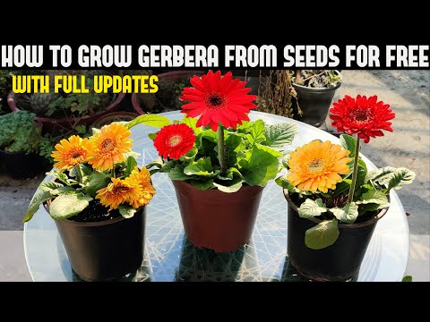 , title : 'How To Grow Gerbera From Seeds For Free | FULL INFORMATION'