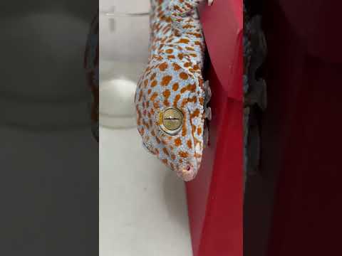 Con tắc kè hoa xinh đẹp #kucing #tắc_kè #gecko #tokek #ikan #bebek #ondel_ondel @pineapple8586