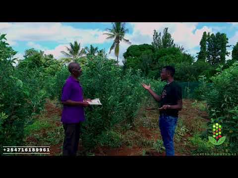 Apple Farming in Taita Taveta – Thriving in a Semi-Arid Land!