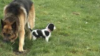 preview picture of video 'lucy cavalier king charles spaniel puppy 1st day out'