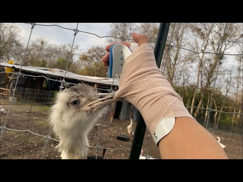 Kevin Broke my Hand Again