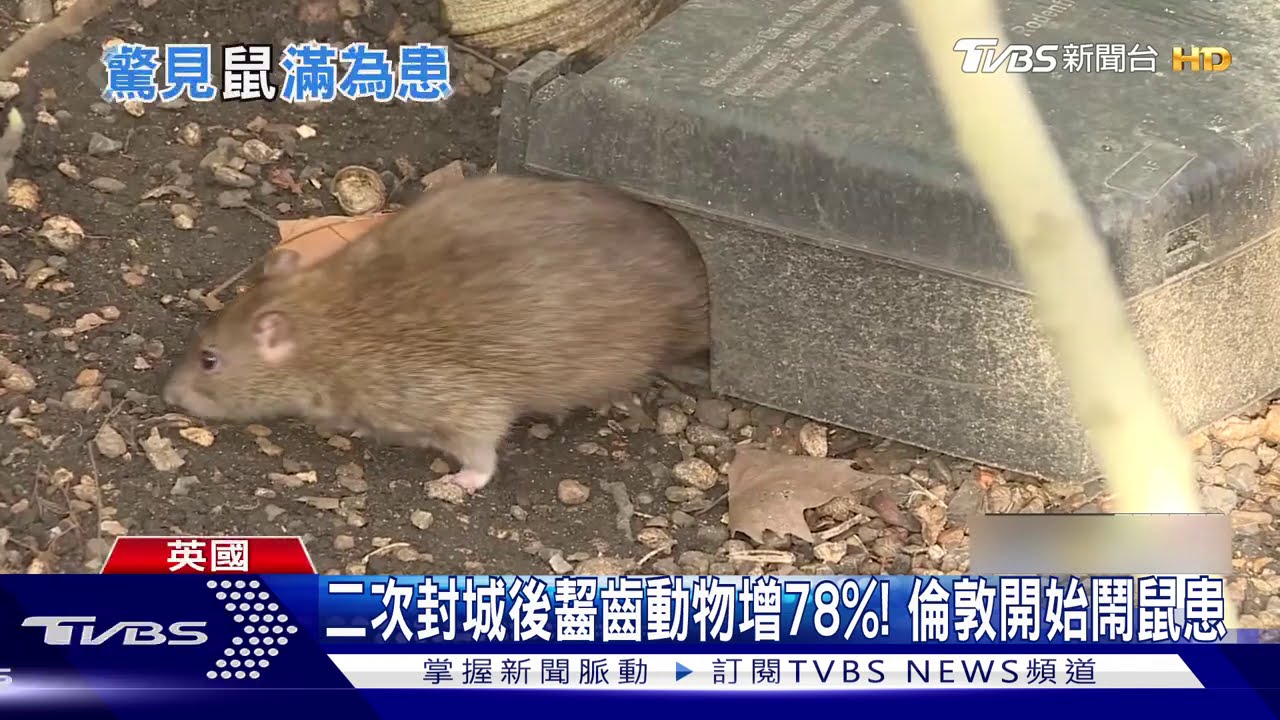 二次封城後齧齒動物增78%! 倫敦開始鬧鼠患