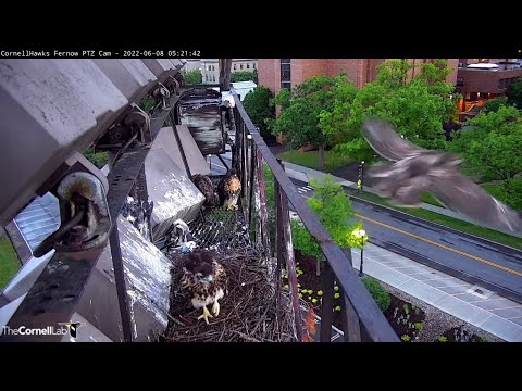 Cornell Hawks Chick "L2" Fledges With Strong Flight To Perch Atop Rice Hall – June 8, 2022