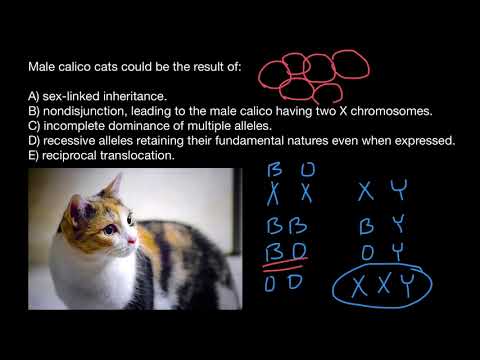 Calico cat's genetics