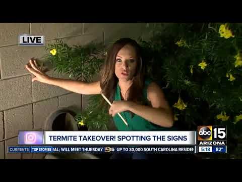 Protect your home from termites