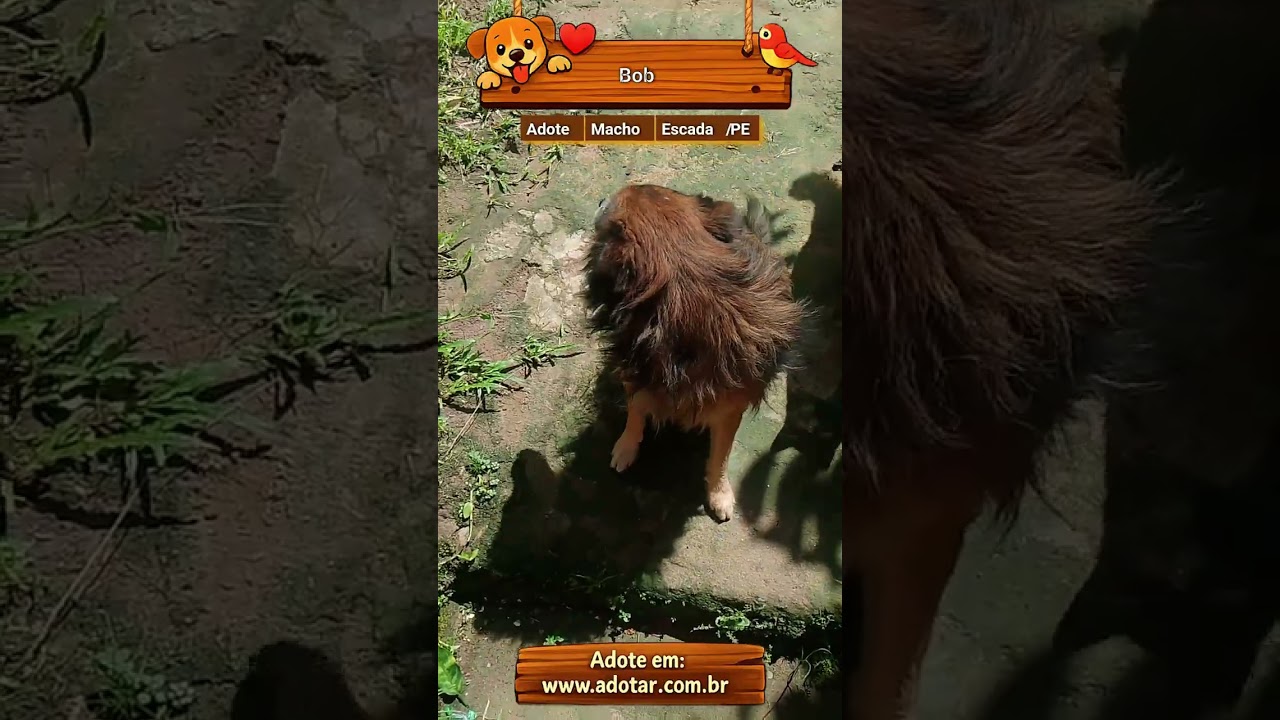 Cachorro raça SRD-ViraLata idade 3 anos nome Bob