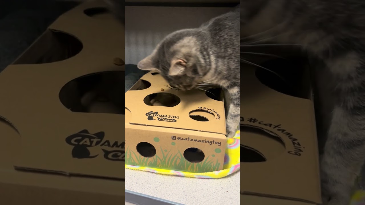 Lollipop, a ADOPTABLE Domestic Short Hair in Grass Valley, CA video 3/3