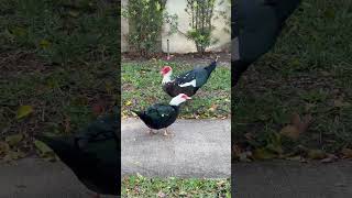 Flamboyant Ducks #florida #birds #duck #hollywoodflorida #browardcounty
