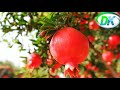 Dalimb Status Shorts Dipak Chavan Kisan Shetkari Pomegranet Status Aanar