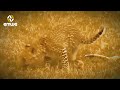 Elang Vs Harimau