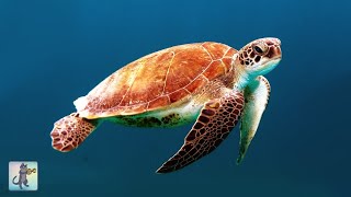 ★❤★ GIANT SEA TURTLES • CORAL REEF FISH • 12 HOURS • BEST RELAX MUSIC • 1080p HD ★❤★
