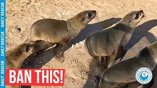 Daily Rescue: Seal Tangled in Fruit Mesh