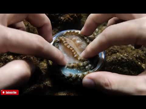 🔴 The FRESHEST Abalone ASMR You'll Ever See | Close-Up Visuals & Natural Ocean Sounds