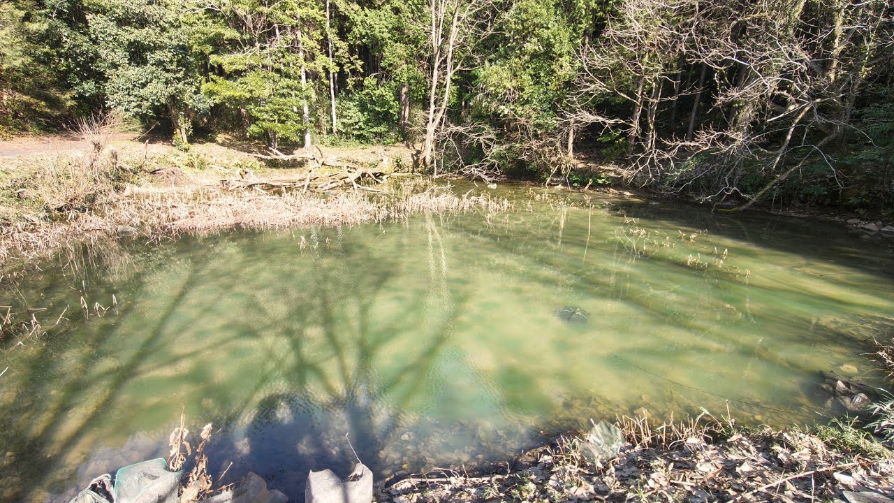 低密度化が成功した“旧”ザリガニ池の春。