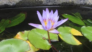 Planting Water Lilies using No Soil in Pond Planting Baskets