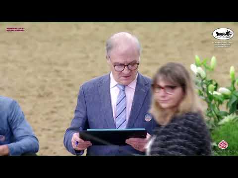 N 234 GHALEB AL JOOD   Doha International Arabian Horse Show 2023   Colts 2 Years Old Class 5A