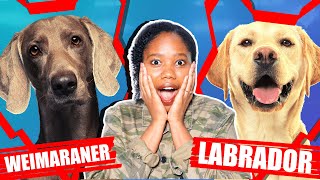 WEIMARANER VS LABRADOR