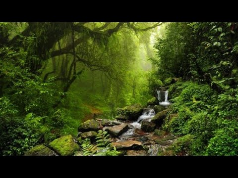 Hutan lebat tapi indah