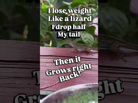 Weight Loss Lizard! And amoment of Zen! #junebugcomedy #weightlossstruggle #funnylizard #cleancomedy