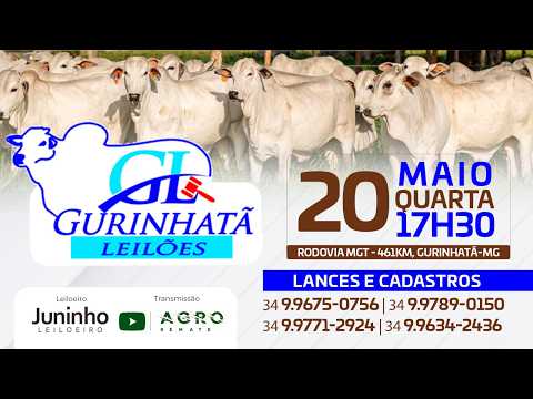 LEILÃO DE CORTE - GURINHATÃ LEILÕES 20/05/2026 - AGROREMATE