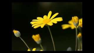 I PROMISE YOU - Michael Bolton