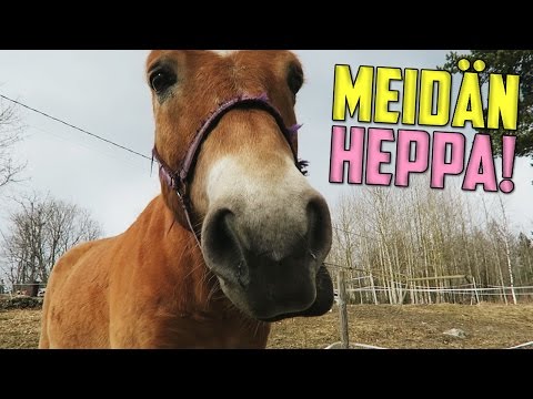 , title : 'Tässä on meidän hevonen! 🐴'