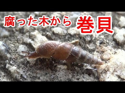 公園の腐った木の欠片から巻貝が出てきた
