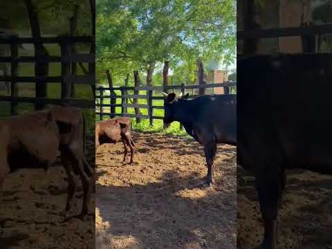 3 Vacas Paridas: 8.100 reais em Pombal/ Paraíba. Whatsapp 84 99810 2784*#gado