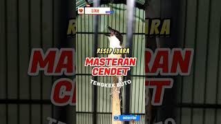 Download lagu MASTERAN CENDET TENGKEK BUTO PANJANG TERSADIS MUDAH DITIRU mp3