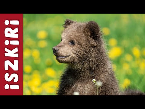 Iszkiri Zenekar - Tavaszköszöntő (gyerekdal, mese, videoklip)