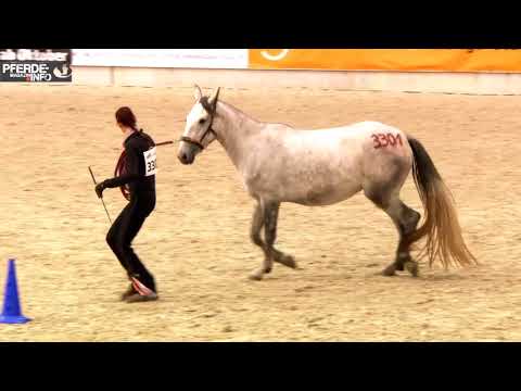 Mustang Makeover 2017 - Sandra Schneider