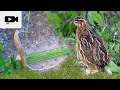 HiStar Easy Quail Bird Trap Work 100